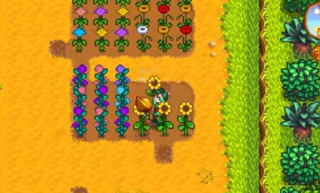 星露谷物语混合花卉种子能种出什么3