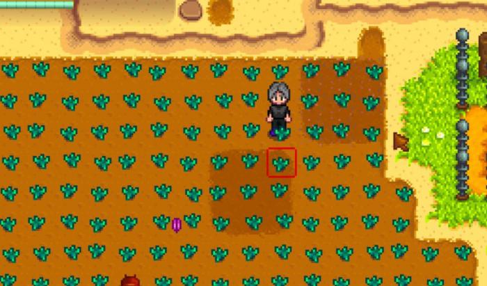 星露谷物语农作物成熟天数如何计算2