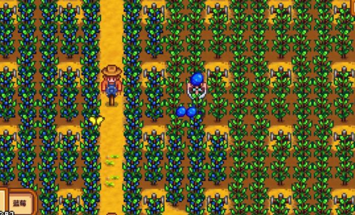 星露谷物语蓝莓的收益怎么样2