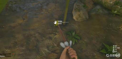 绿色地狱箭毒蛙怎么提取毒液?1