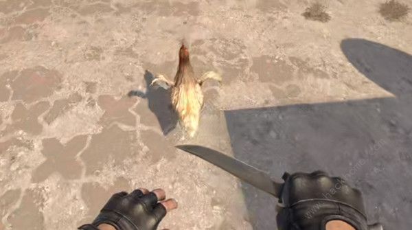 csgo怎么养鸡2
